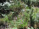 p5020022-iriswildflowers