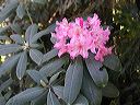 p5030038-rhododendron