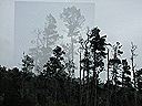 solararcghosttrees